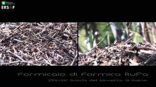 preview picture of video 'ZPS SIC Boschi del Giovetto di Paline'