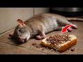 Put THIS in your house overnight, you'll never see Rats again! No pesticides needed!