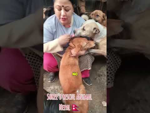 Real Life Heroes #shorts #doglover