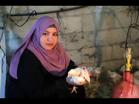 , title : 'المهندسة الفلسطينية تسنيم أبو حليمة، تغذي الدجاج اللاحم على نباتات الأزولا في مزرعتها'