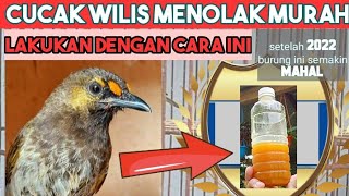 Download lagu HOW TO CARE FOR A MATERIAL CUCAK WILIS SO IT CHOOSES GACOR mp3 Download lagu HOW TO CARE FOR A MATERIAL CUCAK WILIS SO IT CHOOSES GACOR mp3