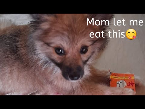 Are u eating alone😡 Share it with me😋 ‎@My pet cherry pom 