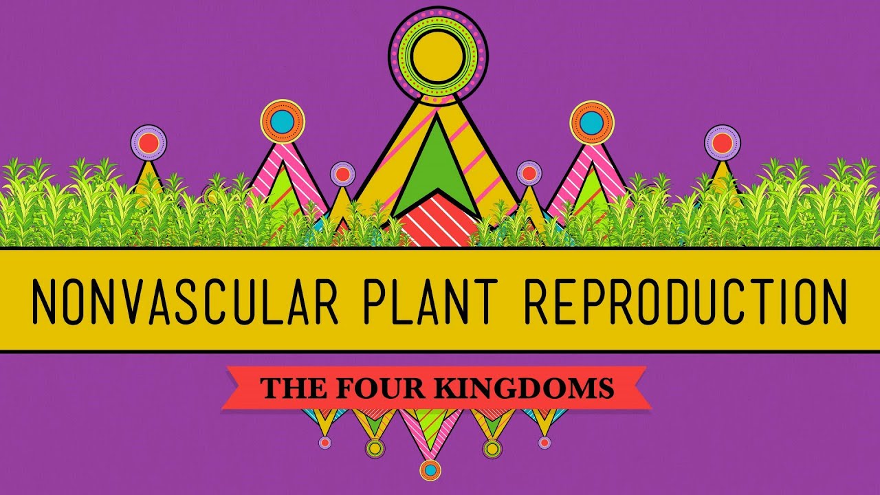 The Reproductive Lives of Nonvascular Plants: Alternation of Generations - Crash Course Biology #36