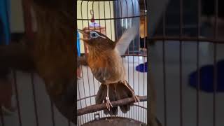 Download lagu burung wambi gacor #wambigacor #burung #masteranjernih #kicaumania mp3