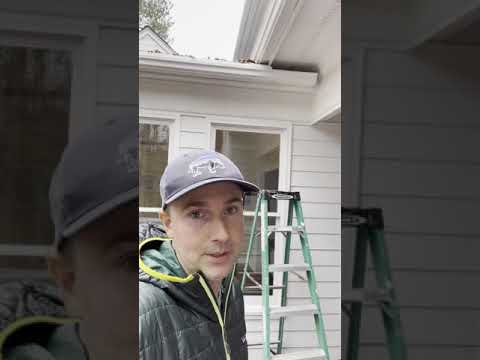 How to repel squirrels from your Attic for Good