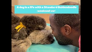 A day in a life with a Standard Goldendoodle (Weekend ver)