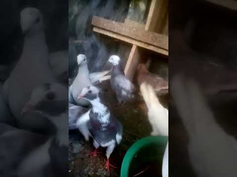 pigeon | Paravi | supiri paravi | pigeon care | pigeon sri lanka | pigeon Pigeon