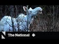 #TheMoment a rare white spirit moose was spotted in Alberta