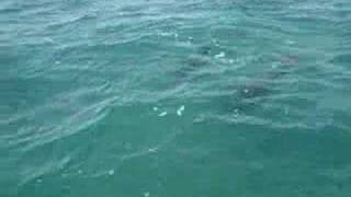 preview picture of video 'Wild Dolphins in Punta Allen'