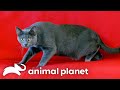 Giver The Cat Gives Out Scratches And Bites My Cat From Hell Animal Planet
