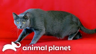 Giver The Cat Gives Out Scratches and Bites | My Cat From Hell | Animal Planet