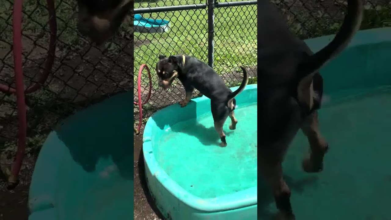 Ringo, a Adoptable mixed breed in Yonkers, NY video 6/6