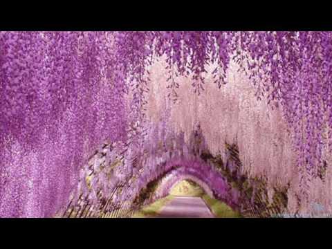 Singt von der Liebe.