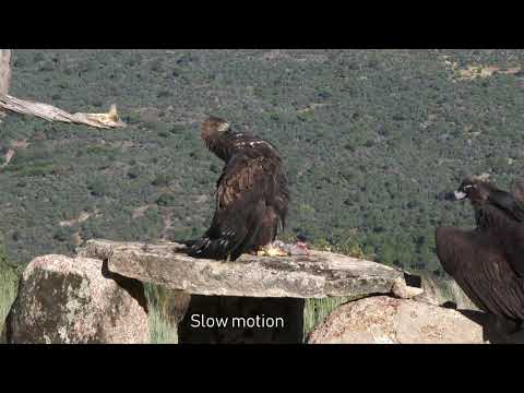 Golden Eagle Vs  Black Vulture : Sony FDR-AX1 4K