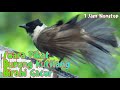 Download Lagu Suara Burung Kutilang Lagi Birahi Buat Pikat Pancing Gacor Paling Ampuh  1 Jam Nonstop Mp3 Free