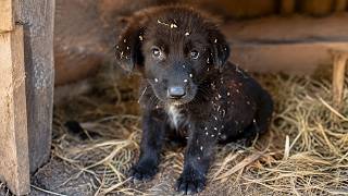 Abandoned Puppy Wouldn't Stop Asking For Cuddles After Being Rescued