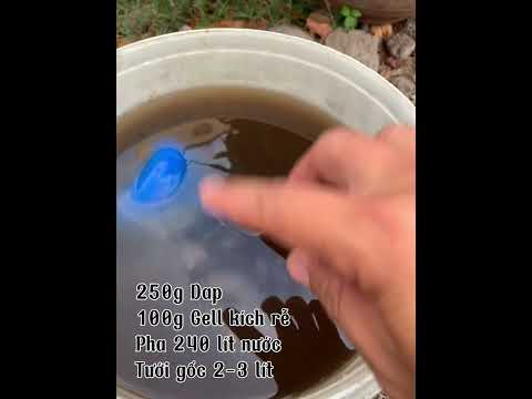 Tưới Dap mai vàng sau 2 tháng xả tàng giúp đẻ nhánh nhiều, dày lá.