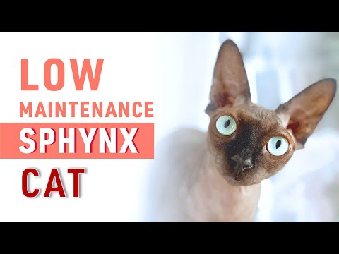 Is HIGH or LOW Maintenance a Sphynx Cat?