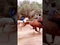 Arabian Horse Racing