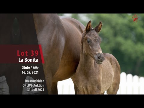 Onlive-Auktion Dressurfohlen Lot 39 La Bonita Stute v. La Vie - Sir Heinrich