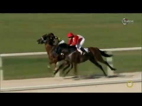 Lósport:  galopp-és ügető futamok a Kincsem Parkból