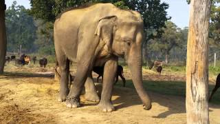 preview picture of video 'Tańczący słoń'