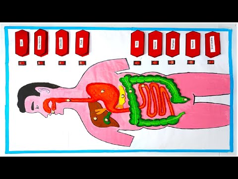 human digestive system working model 3d science project for science exhibition diy howtofunda