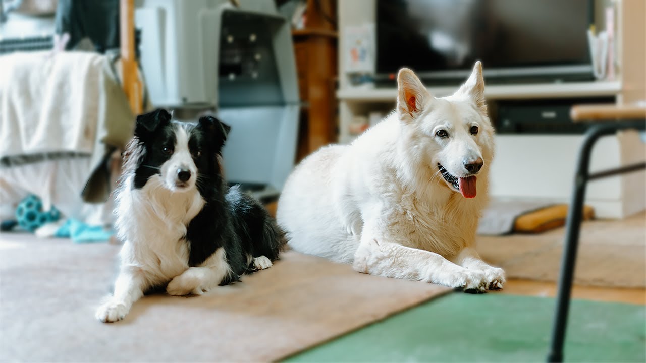 ボーダーコリーを預かったら先住犬の優しさに泣けた…【ホワイトシェパード】