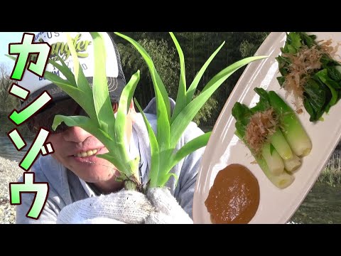 園芸 カンゾウ バターカップ パレス、食用ニッコウキスゲ