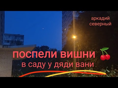 Северный поспели вишни у дяди вани. Поспели вишни в саду у дяди вани. Поспели вишни. Северный поспели вишни у дяди вани. Поспели вишни.