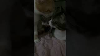 てぇてぇ 猫