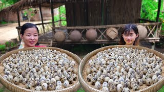 600 Quail Eggs Curry Cooking Style in Counryside Daily Life - How To cook Quail Eggs