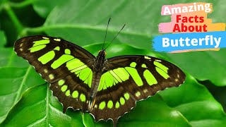 10 Amazing Facts About Butterflies