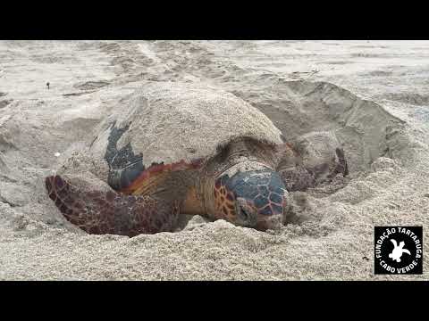 Loggerhead Sea Turtle Nesting on Boa Vista!
