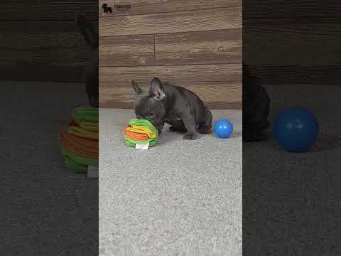 Video 1