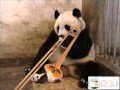 Sneezing Trombone Panda