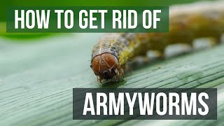 How to Get Rid of Armyworms (4 Easy Steps)