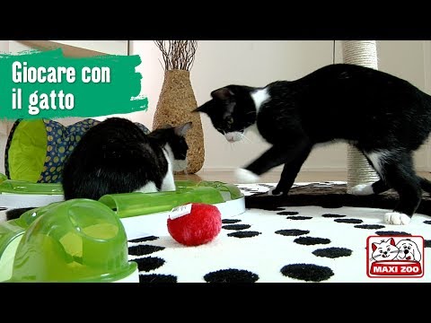 Non nomini il trattamento di lyambliya I vermi a gattini sono pericolosi per la persona