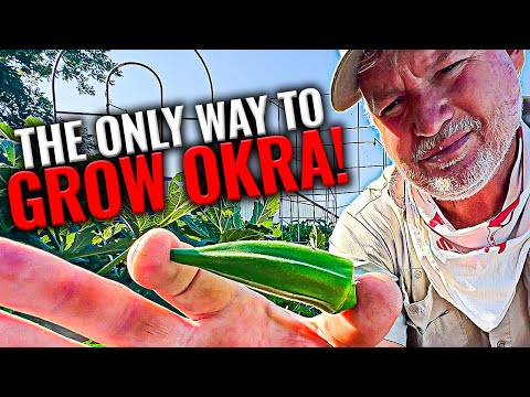 Growing Okra | Best Tips
