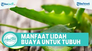 Cara Mudah Atasi Luka yang Tak Kunjung Sembuh & Noda di Wajah dengan Lidah Buaya, Berikut Manfaatnya