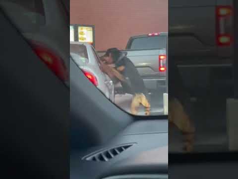 Big dog charging a window thumbnail