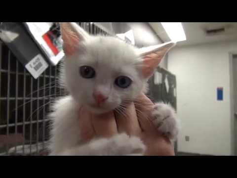 What is kitten season?  One shelter's story.....