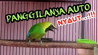 Download lagu cucak ranting gacor suara jernih untuk pancingan yang susah bunyi mp3
