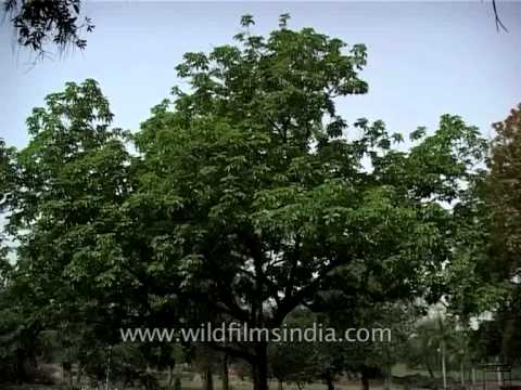 Flowers of Kusum tree