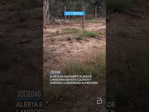 Emergencia en Macharetí: Plaga de langostas afecta producción de maíz y otros productos