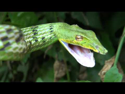 ASBB Documentary: Biodiversity of Assam