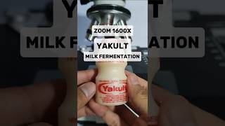 Download lagu ZOOM 1600X YAKULT (Milk Fermentation) Under Microscope - A Billions Of Bacteria Are there! #zoom mp3