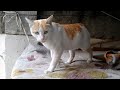 Street Cat Is So Hungry She S Meowing Loudly Calling Me For Food