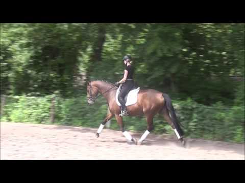 DONNA DORIA 5j. v. Don Darius - Dimension VB 8.000,- Euro