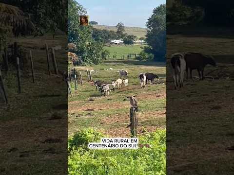 VIDA RURAL EM CENTENÁRIO DO SUL 🐂🐂 @QueHistoriaeEssaMax